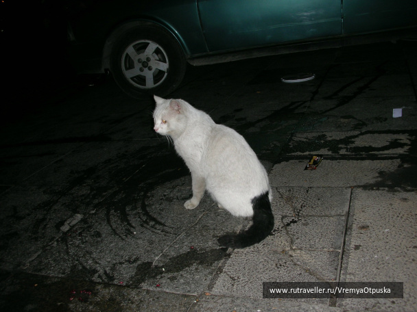 photo 68994