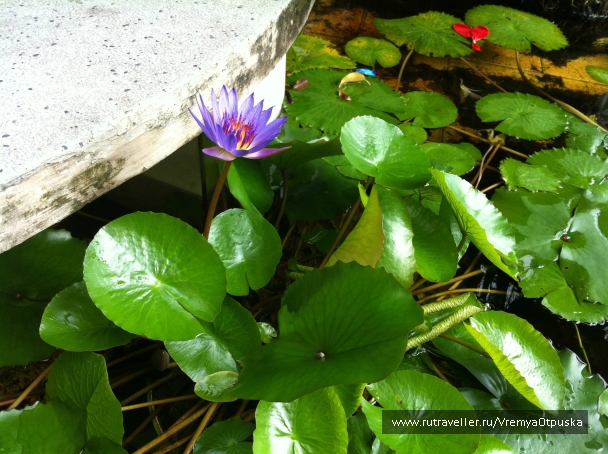 photo 940016
