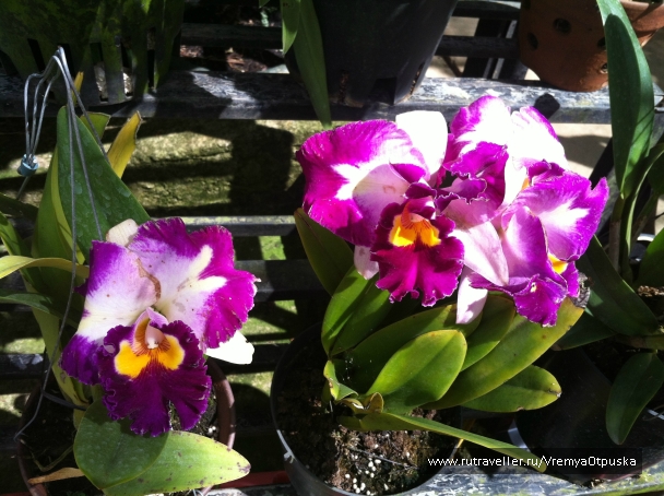 photo 940026