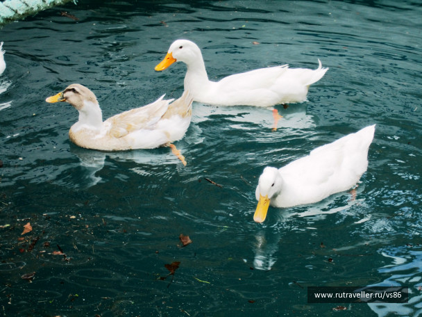 photo 369017