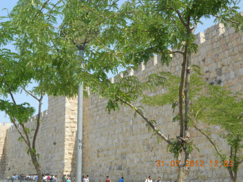 photo 441782