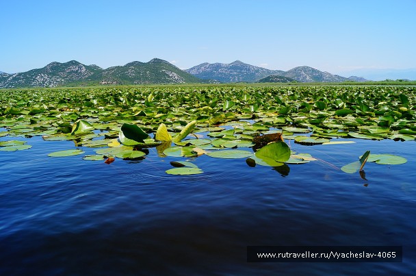 photo 1786728