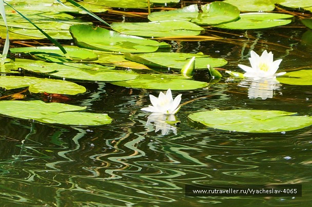 photo 1796502