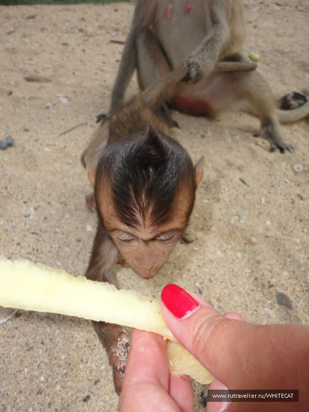 photo 115913
