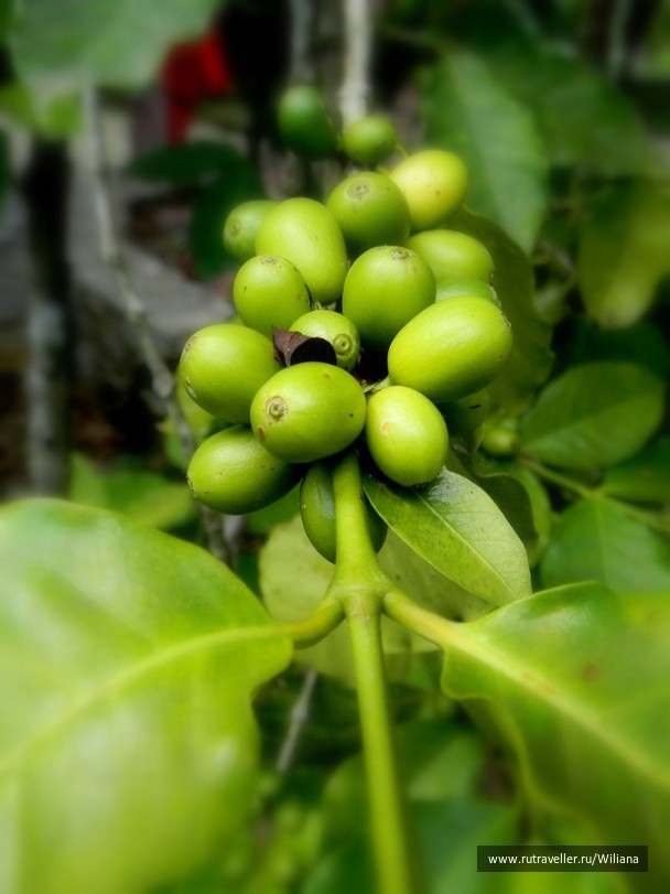 photo 69517