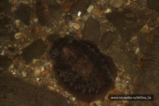 photo 1439631