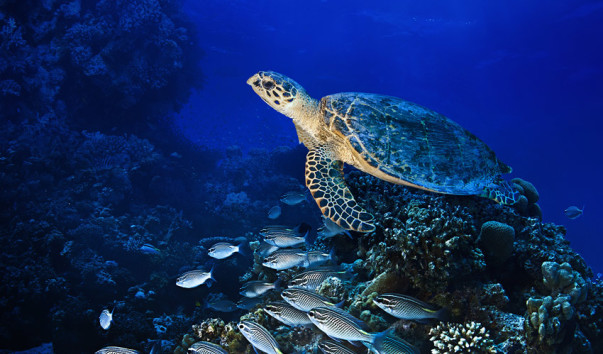 big-sea-turtle-swimming-over-coral-reef-full-of-fish