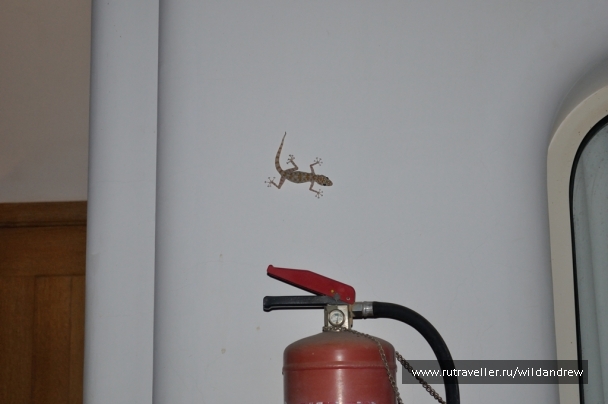 photo 132945
