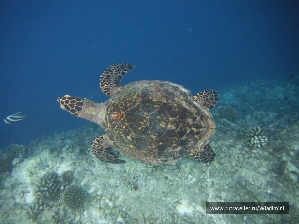 photo 243479