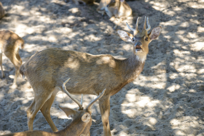 photo 1244331