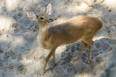 photo 1244334
