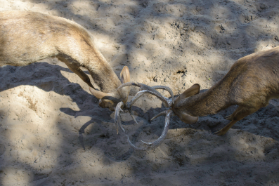 photo 1244339