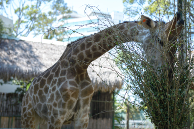 photo 1244369