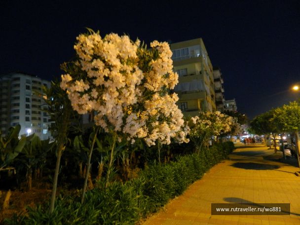 photo 436281