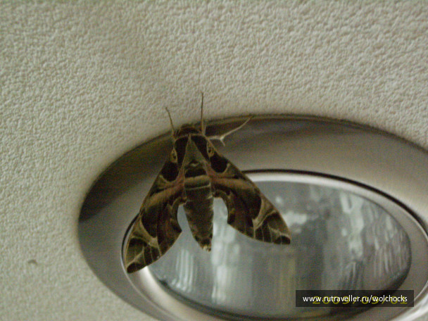photo 398419