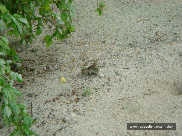 photo 72042