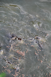photo 298662