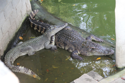 photo 298723