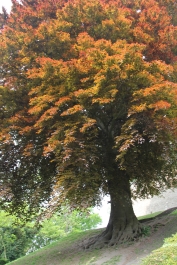 photo 730469