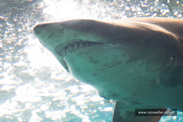 photo 1064868