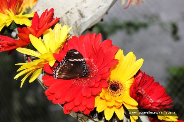 photo 1463283