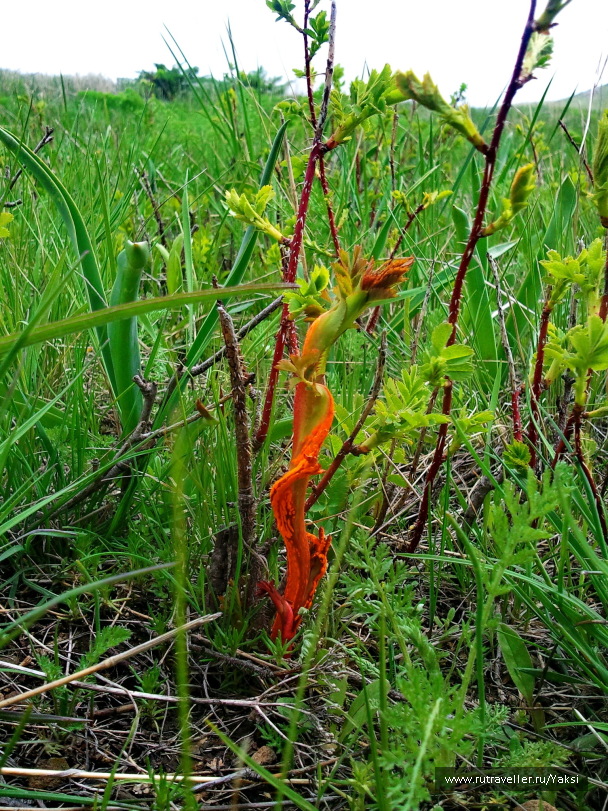 photo 1105435
