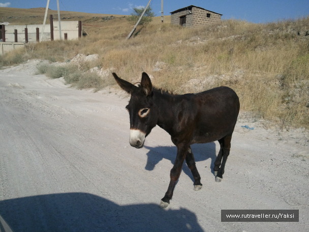 photo 1105446
