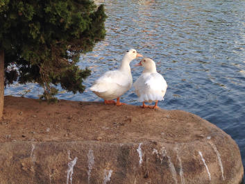 photo 1450519