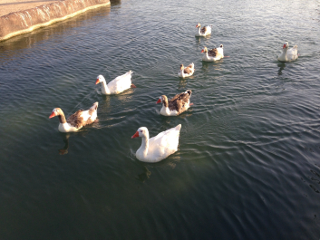 photo 1450520