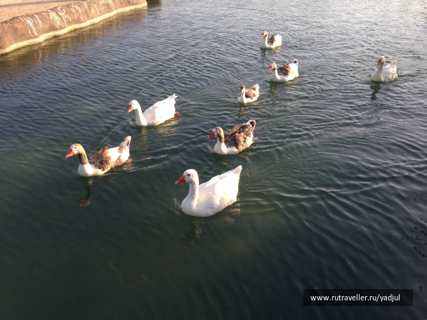 photo 1450520