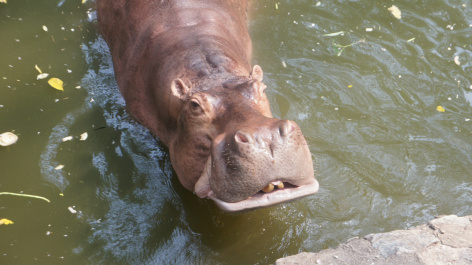 photo 392348