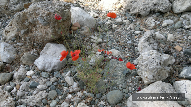 photo 370472