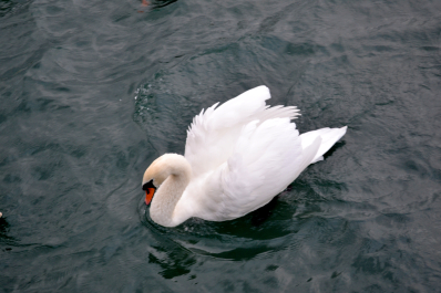 photo 1244821