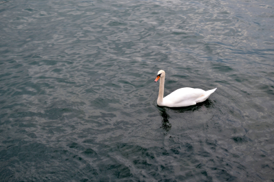 photo 1415347