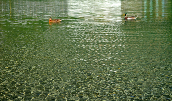 DSC_04221