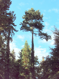 photo 1881455