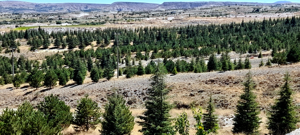 photo 2077474