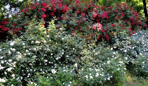 DSC_08552.JPG