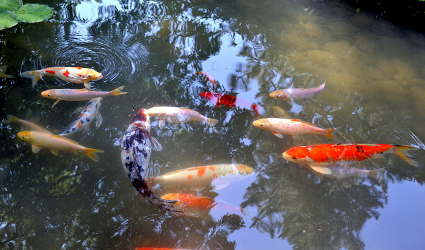 DSC_08565.JPG
