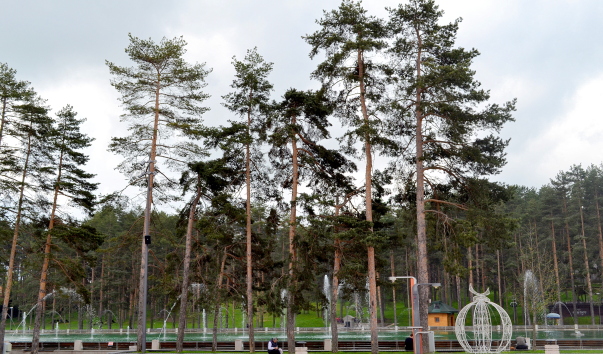 DSC_09099.JPG