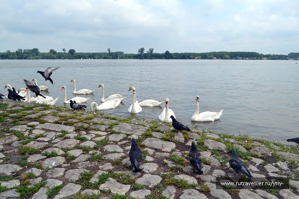 photo 2159993