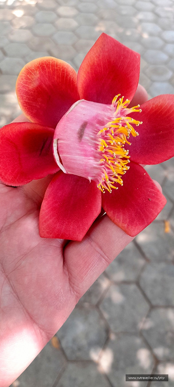 photo 2134087