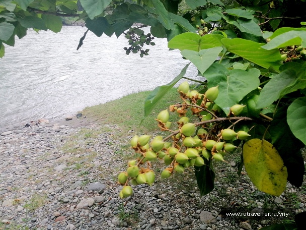 photo 2159544