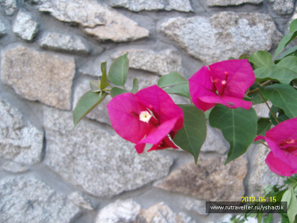 photo 249472