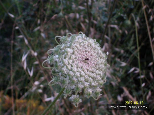 photo 249473