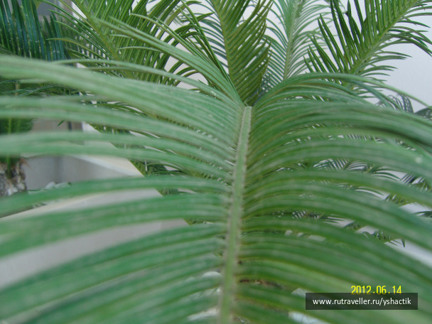 photo 249479