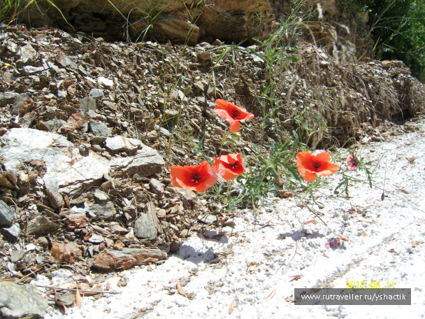 photo 249484