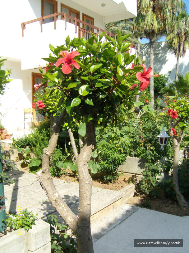 photo 274755