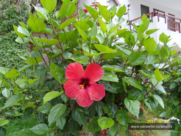photo 274756