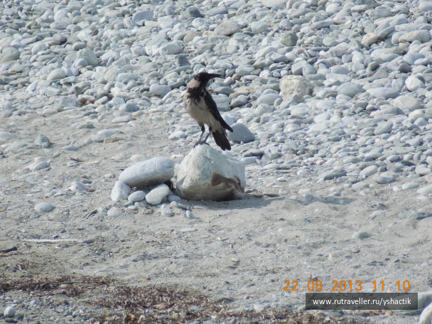 photo 507798